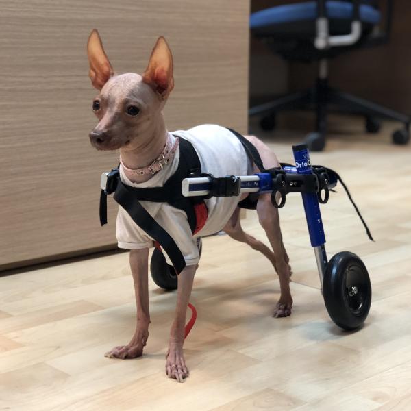 cuanto cuesta la cirugia de columna para un perro