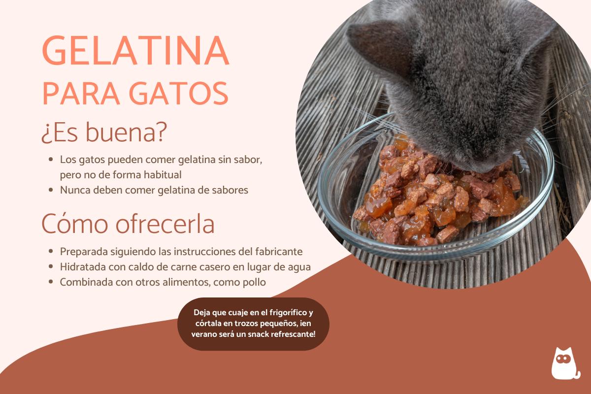 ¿Los gatos pueden comer gelatina?