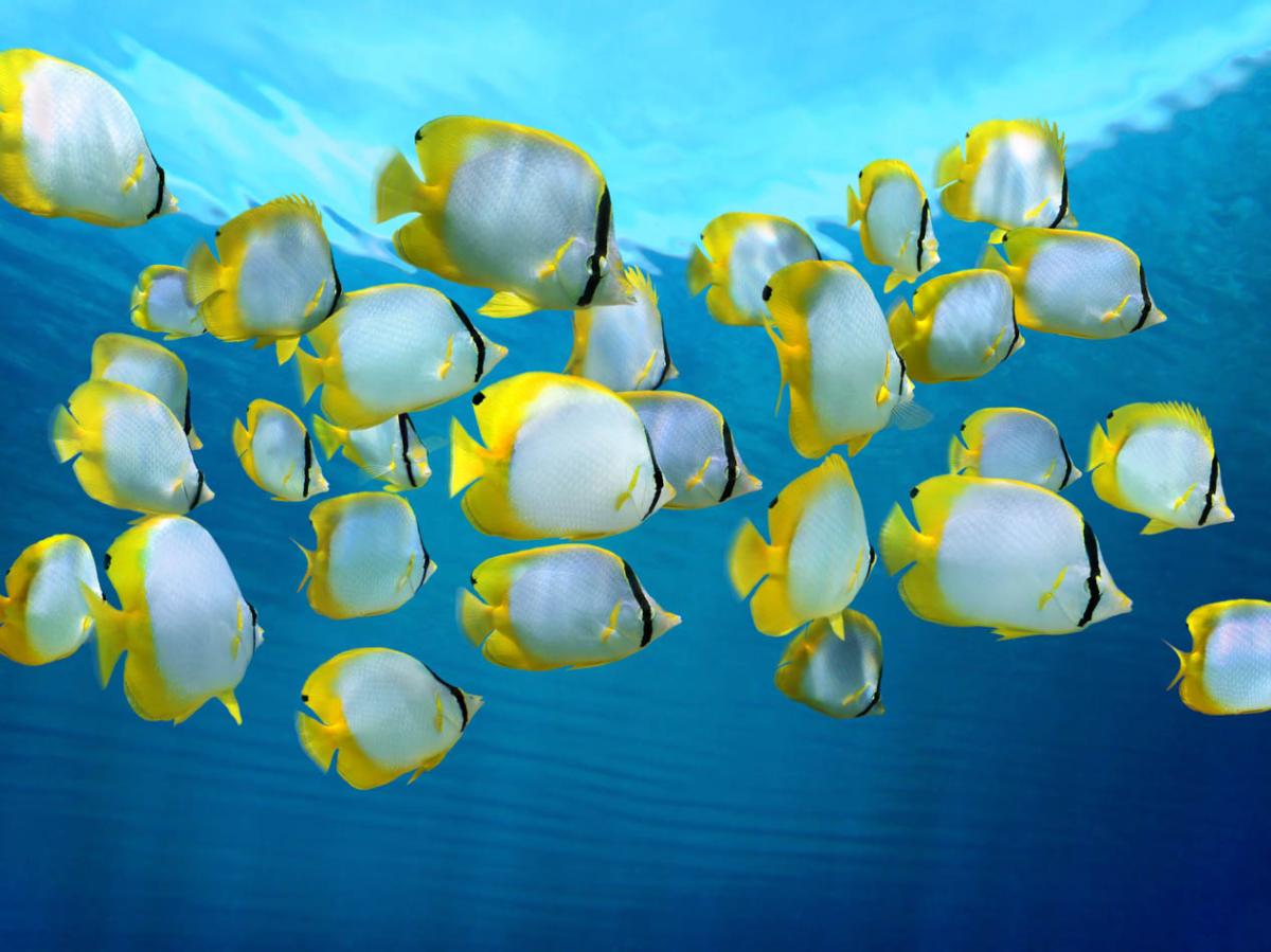 ¿Los peces toman agua?