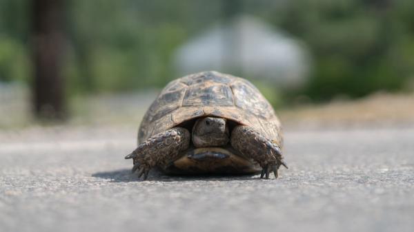 El aviso de la Guardia Civil si encuentras un animal silvestre este verano: no siempre debes recogerlo - Animal silvestre herido, atrapado o en una carretera: cuándo debes llamar al 112 o al SEPRONA