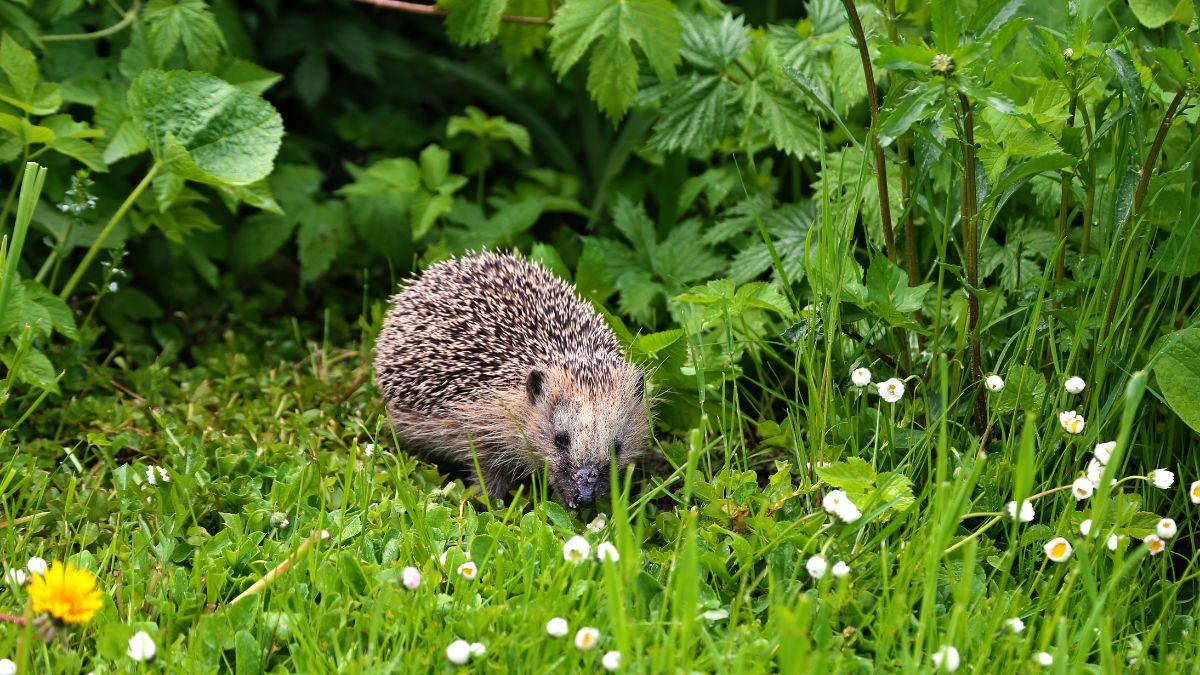 El aviso de la Guardia Civil si encuentras un animal silvestre este verano: no siempre debes recogerlo