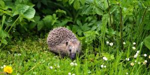 El aviso de la Guardia Civil si encuentras un animal silvestre este verano: no siempre debes recogerlo