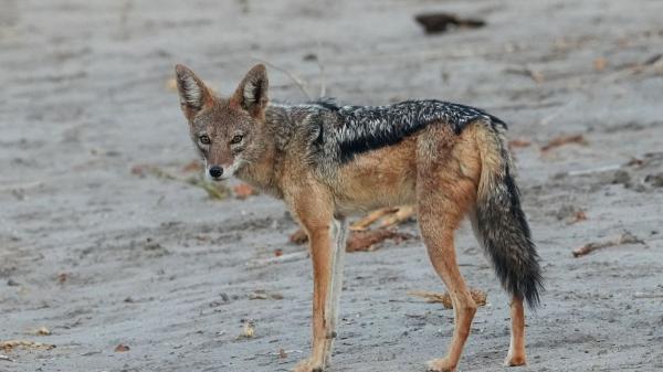 El aviso de la Guardia Civil si encuentras un animal silvestre este verano: no siempre debes recogerlo - Llevarte a casa un animal salvaje para “salvarlo” puede vulnerar la normativa en España