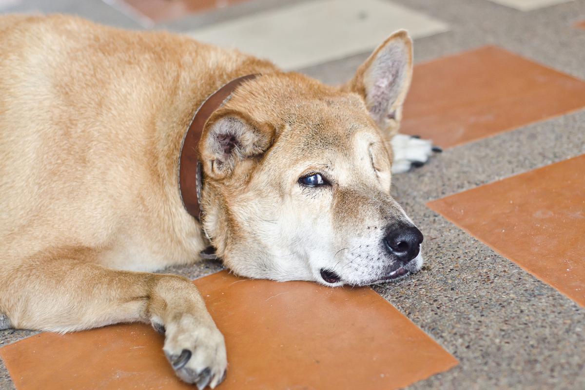 Mi perro se marea y pierde el equilibrio - Causas y qué hacer