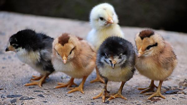 El aviso de la Guardia Civil si encuentras un animal silvestre este verano: no siempre debes recogerlo - Por qué no debes alimentar a un animal silvestre aunque parezca débil o abandonado