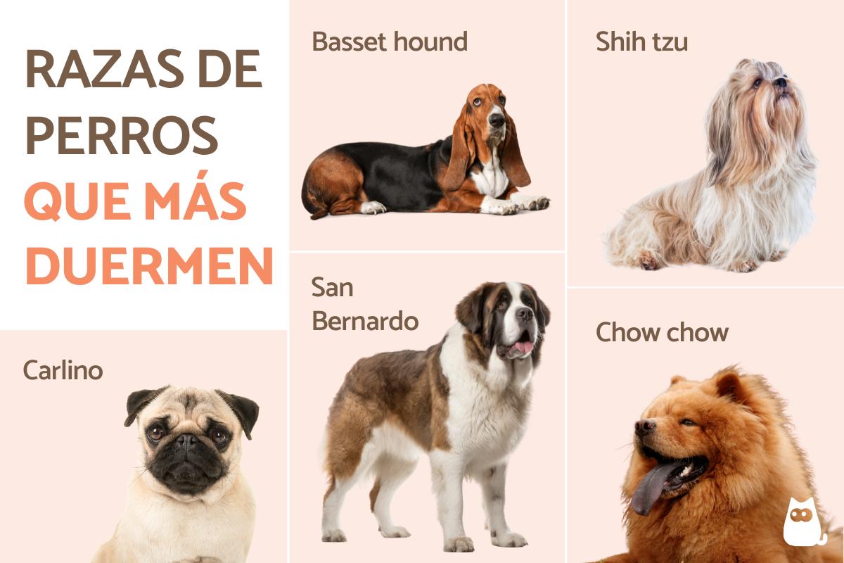 Razas de perros dormilones