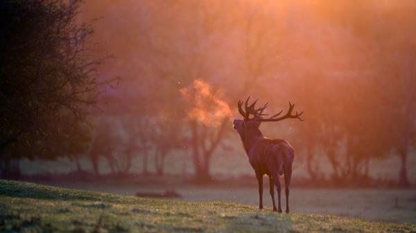 La Guardia Civil rescata varios perros durante los incendios: “No dejamos a nadie atrás, sea de la especie que sea” - La fauna silvestre, una de las grandes víctimas invisibles de los incendios