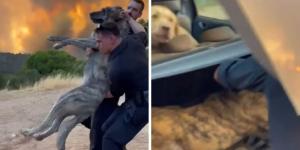 La Guardia Civil rescata varios perros durante los incendios: “No dejamos a nadie atrás, sea de la especie que sea”