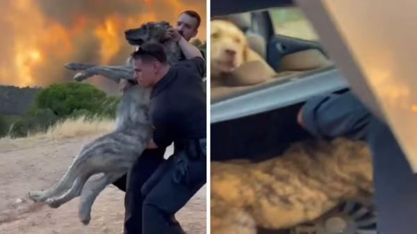 La Guardia Civil rescata varios perros durante los incendios: “No dejamos a nadie atrás, sea de la especie que sea”
