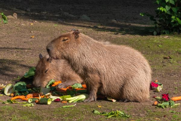 ¿Qué comen los capibaras? - ¿Los capibaras pueden comer frutas y verduras?