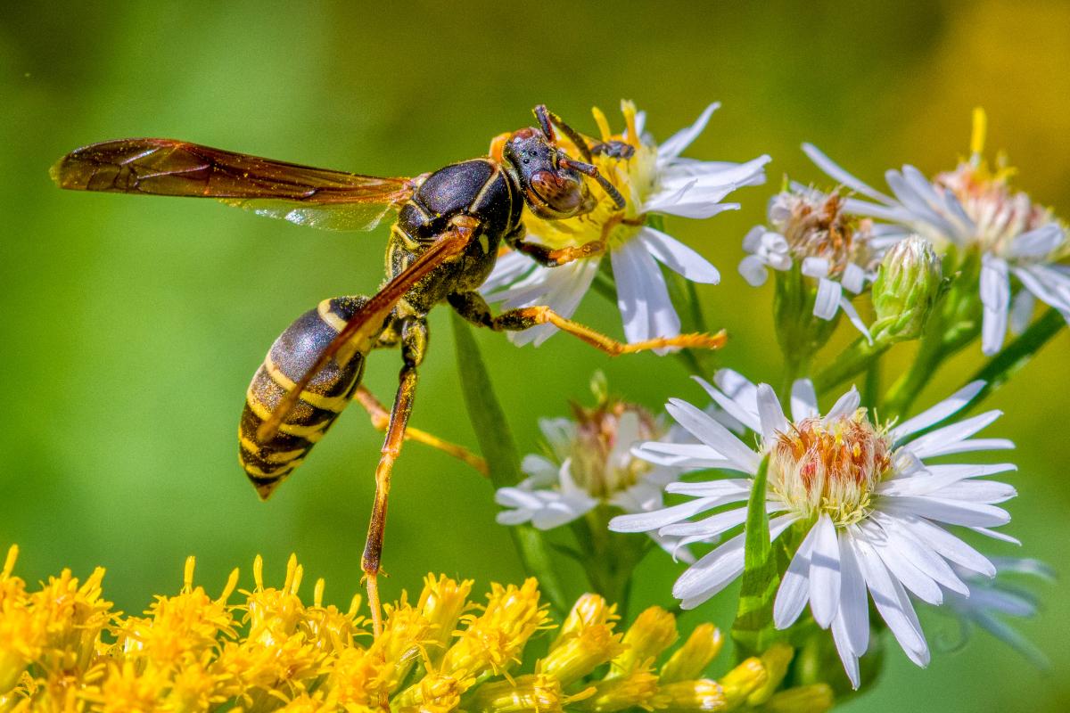 ¿Para qué sirven las avispas?
