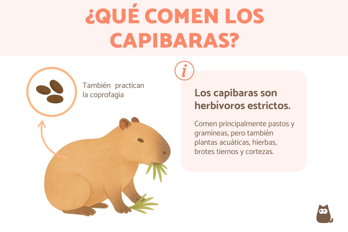 ¿Qué comen los capibaras?