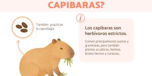 ¿Qué comen los capibaras?