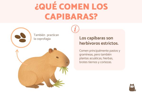 ¿Qué comen los capibaras?