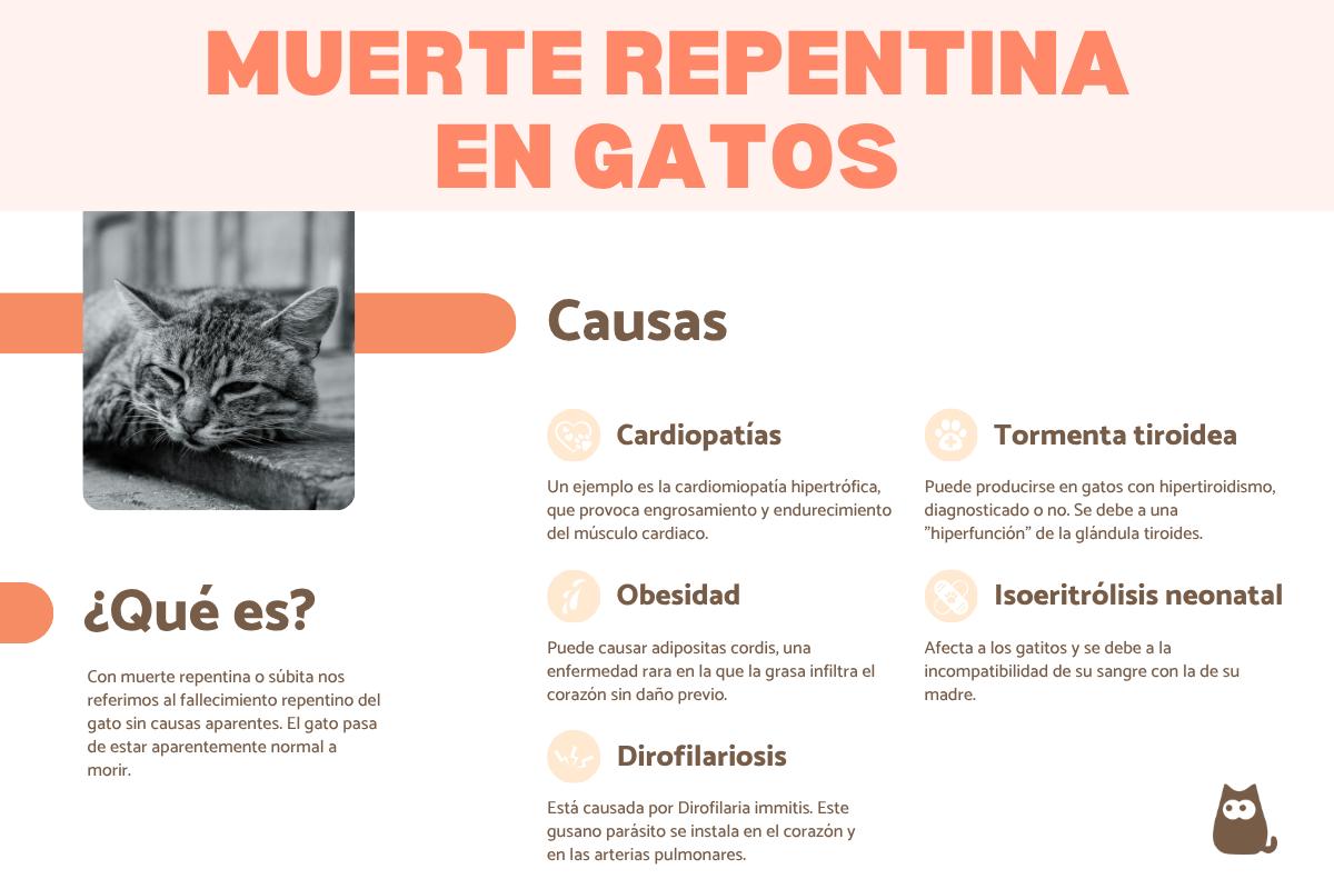 ¿Por qué se mueren los gatos de repente?