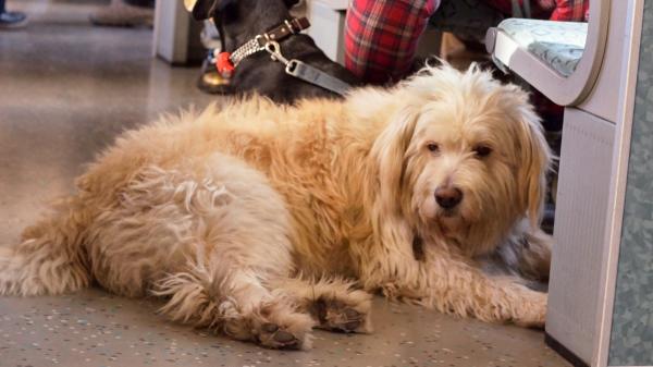 ¿Puedo llevar a mi perro en metro, bus o tren? Estas son las reglas actualizadas para 2026 - Estas son las mascotas que pueden viajar en el transporte público según la ley
