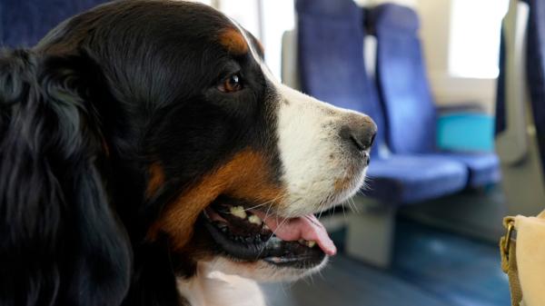 ¿Puedo llevar a mi perro en metro, bus o tren? Estas son las reglas actualizadas para 2026 - Los requisitos y las normas que se deben cumplir para llevar a un perro en el transporte público 
