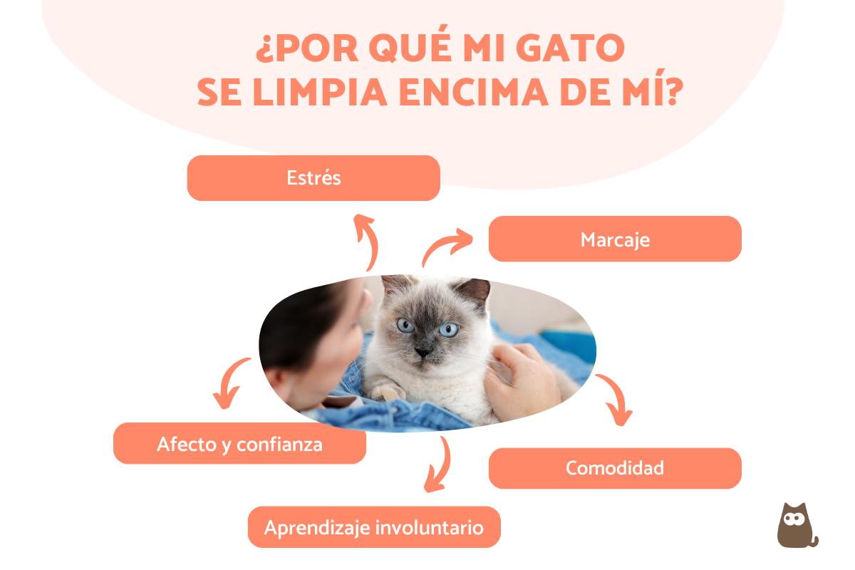 Mi gato se limpia encima de mí - Causas y soluciones
