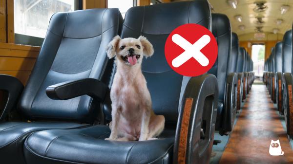 ¿Puedo llevar a mi perro en metro, bus o tren? Estas son las reglas actualizadas para 2026 - Multas y sanciones por incumplir las normas de viajar con perros en transporte público