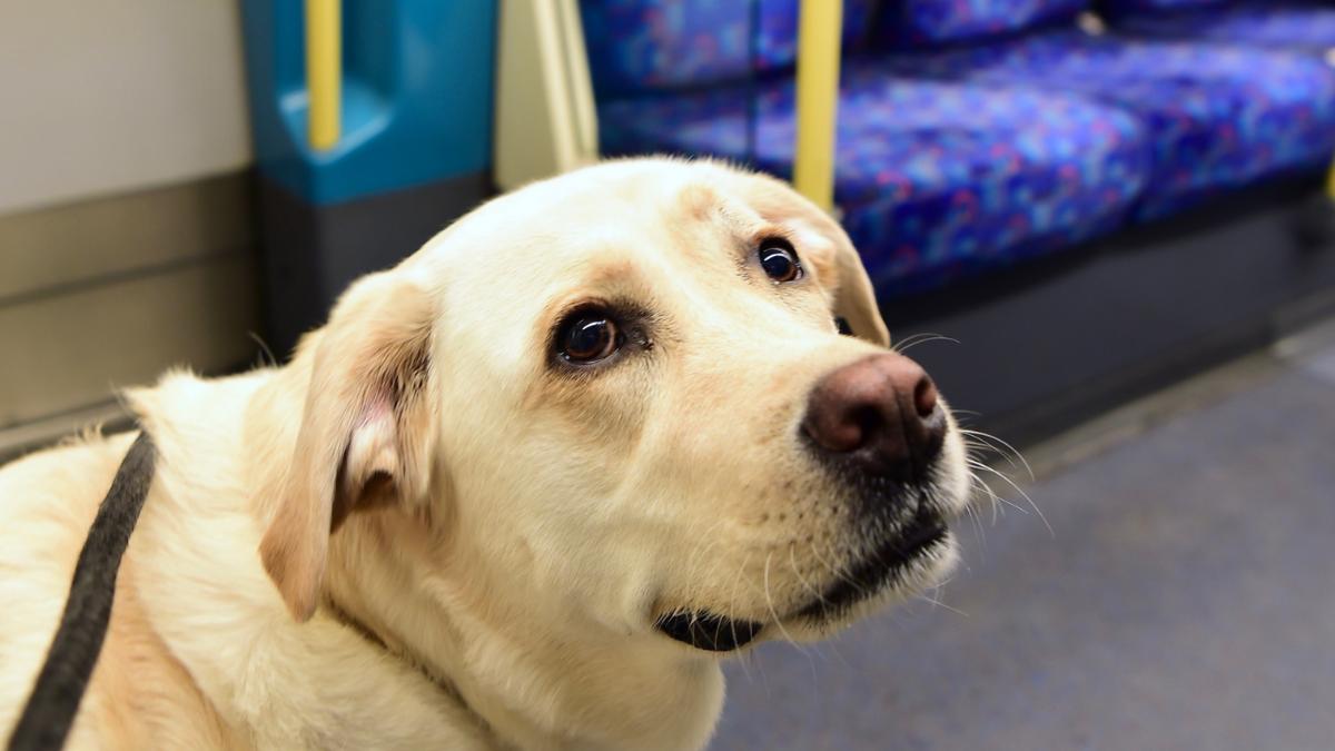 ¿Puedo llevar a mi perro en metro, bus o tren? Estas son las reglas actualizadas para 2026