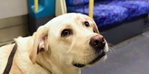 ¿Puedo llevar a mi perro en metro, bus o tren? Estas son las reglas actualizadas para 2026