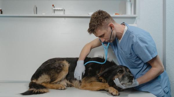 Los veterinarios alertan de las limitaciones para tratar el cáncer en perros y gatos: “La oncología veterinaria lleva 20 años de retraso” - El aumento de la esperanza de vida de perros y gatos ha hecho que cada vez se diagnostiquen más casos de cáncer