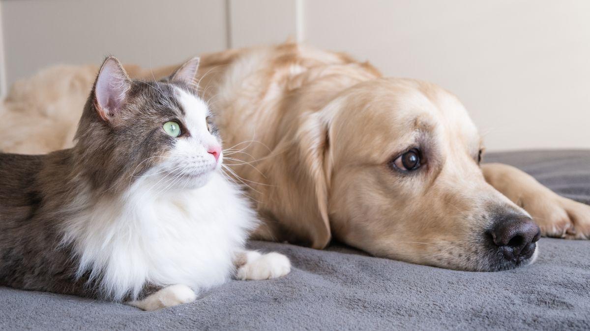Los veterinarios alertan de las limitaciones para tratar el cáncer en perros y gatos: “La oncología veterinaria lleva 20 años de retraso”