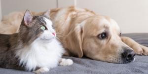 Los veterinarios alertan de las limitaciones para tratar el cáncer en perros y gatos: “La oncología veterinaria lleva 20 años de retraso”