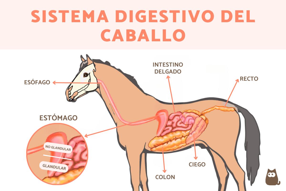 Sistema digestivo del caballo - Partes y funciones