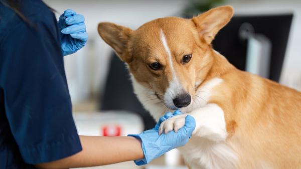 Los veterinarios alertan de las limitaciones para tratar el cáncer en perros y gatos: “La oncología veterinaria lleva 20 años de retraso” - Un futuro más esperanzador para la oncología veterinaria