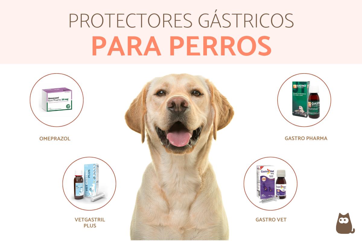 ¿Cuál es el mejor protector de estómago para perros?
