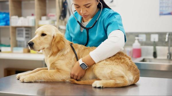 Si tu perro come con normalidad pero adelgaza mucho, presta atención: podría ser una de estas causas - Enfermedades crónicas o sistémicas: el gasto energético que consume a tu perro