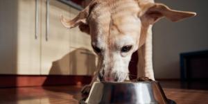 Si tu perro come con normalidad pero adelgaza mucho, presta atención: podría ser una de estas causas