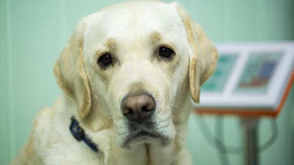 Si tu perro come con normalidad pero adelgaza mucho, presta atención: podría ser una de estas causas - Síndrome de malabsorción: cuando el cuerpo no aprovecha lo que come