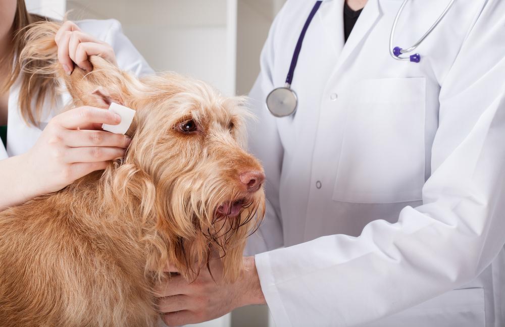 con qué frecuencia debes enjuagar las orejas de tu perro