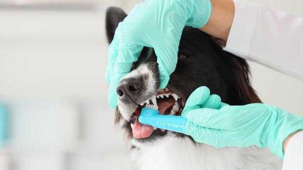 Las enfermedades más comunes en perros: señales que no debes ignorar para detectarlas a tiempo - Enfermedad periodontal: el problema dental más común