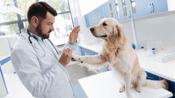 Las enfermedades más comunes en perros: señales que no debes ignorar para detectarlas a tiempo - Enfermedades articulares: el problema que limita su movilidad
