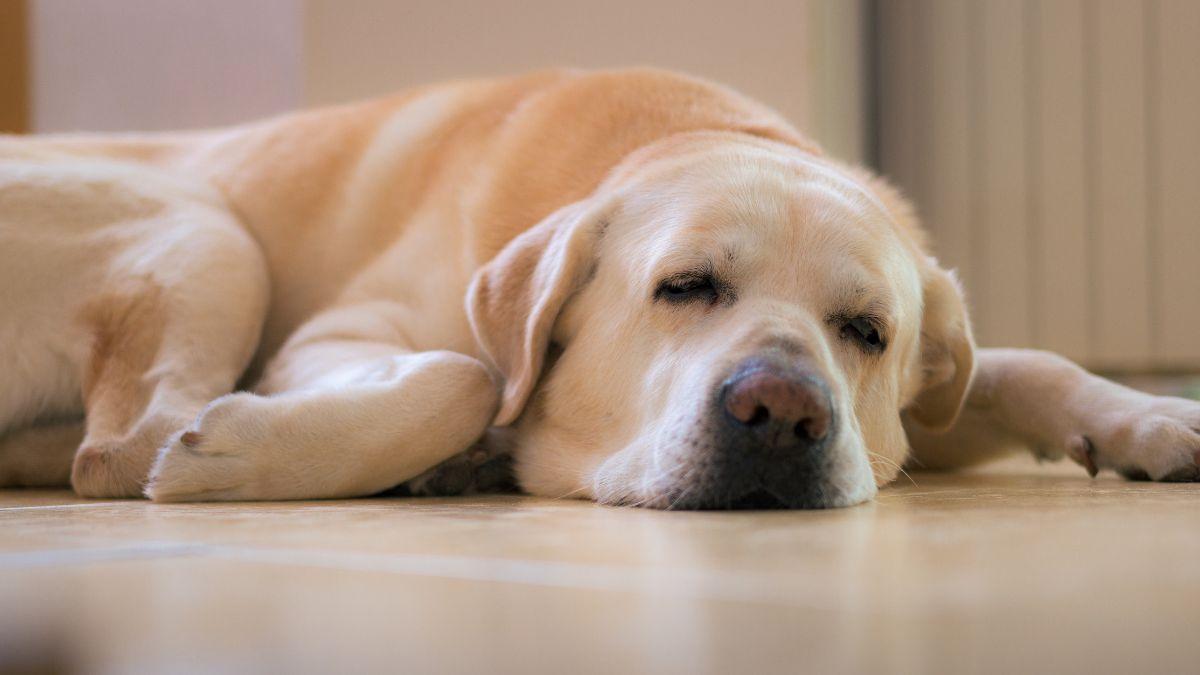 Las enfermedades más comunes en perros: señales que no debes ignorar para detectarlas a tiempo