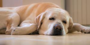 Las enfermedades más comunes en perros: señales que no debes ignorar para detectarlas a tiempo