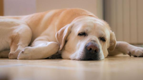 Las enfermedades más comunes en perros: señales que no debes ignorar para detectarlas a tiempo