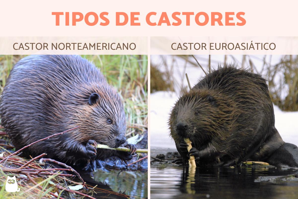 Tipos de castores