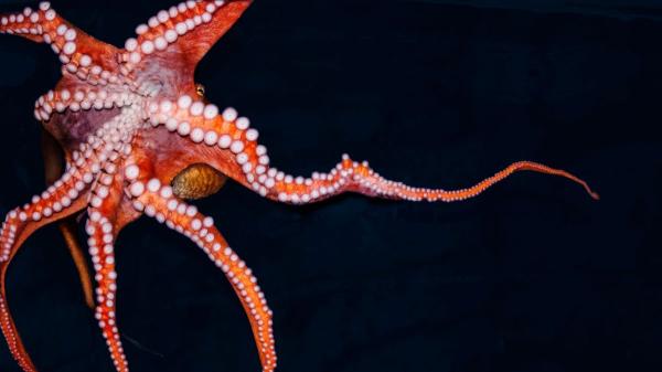 La nueva ley que busca acabar con las granjas de pulpos en España: “Sienten dolor y recuerdan el sufrimiento. Mantenerlos en cautividad es destruirlos” - El pulpo es un animal muy inteligente que no está hecho para vivir en cautividad