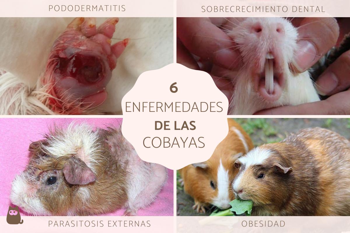Enfermedades de las cobayas