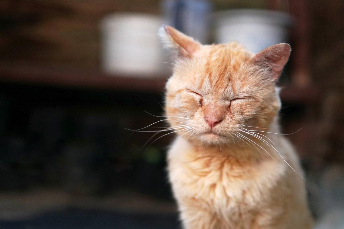 Remedios caseros para el asma en gatos