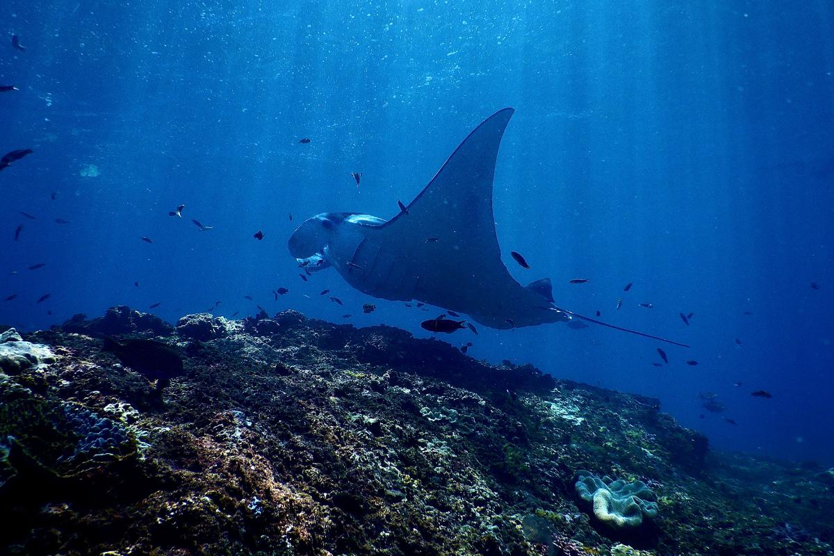 ¿Dónde viven las mantarrayas?