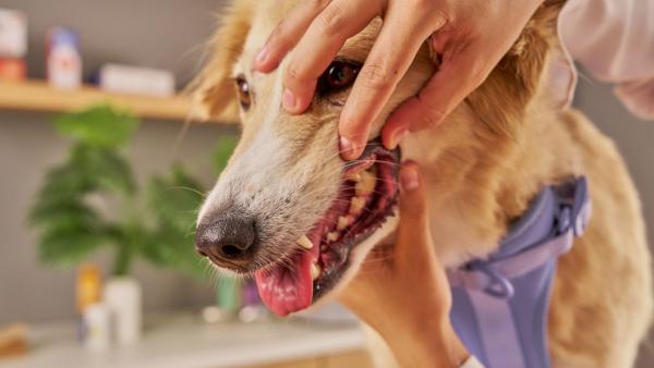 Los veterinarios alertan: estas son las razas de perro con más tendencia a la enfermedad periodontal - El mal aliento no siempre es normal: las señales que pueden alertar de enfermedad dental en tu perro