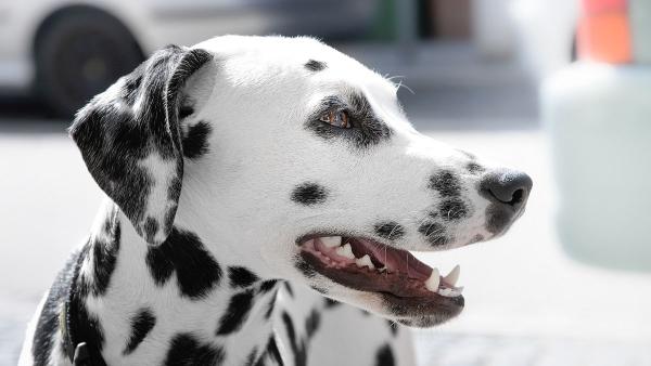 Los veterinarios alertan: estas son las razas de perro con más tendencia a la enfermedad periodontal - La enfermedad dental en perros puede afectar mucho más que a la boca, según veterinarios