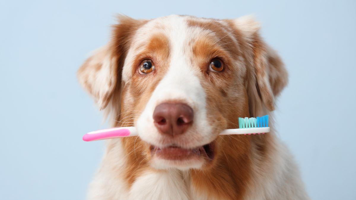 Los veterinarios alertan: estas son las razas de perro con más tendencia a la enfermedad periodontal