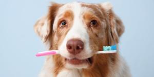 Los veterinarios alertan: estas son las razas de perro con más tendencia a la enfermedad periodontal