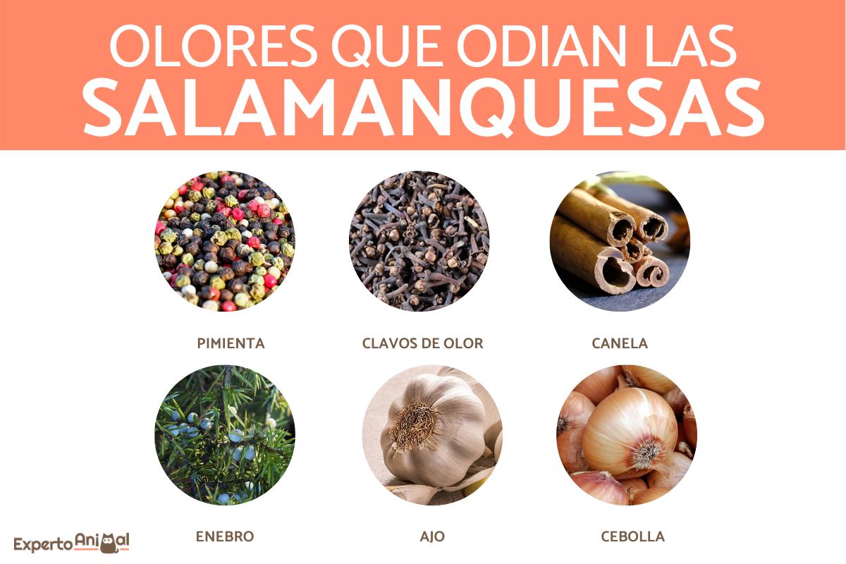 ¿Qué olores odian las salamanquesas?